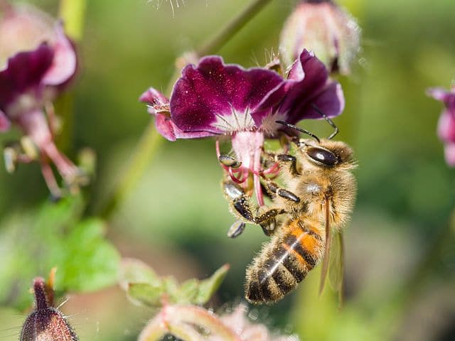 abeja-recogiendo-nectar